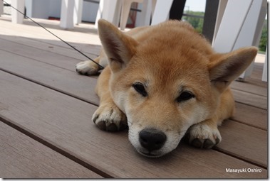 静かに寝かせてよ！