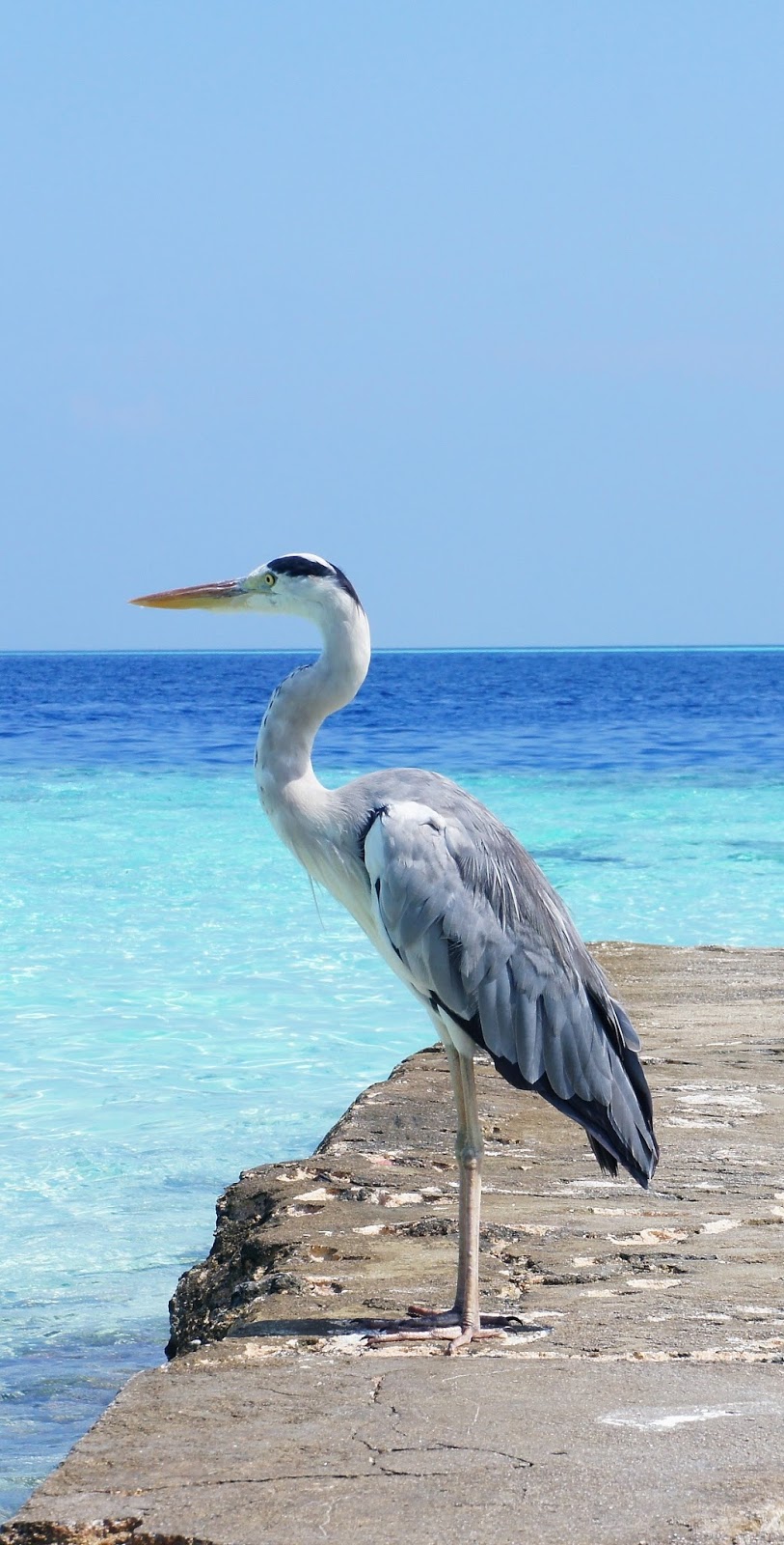 Picture of a stork at the ocean