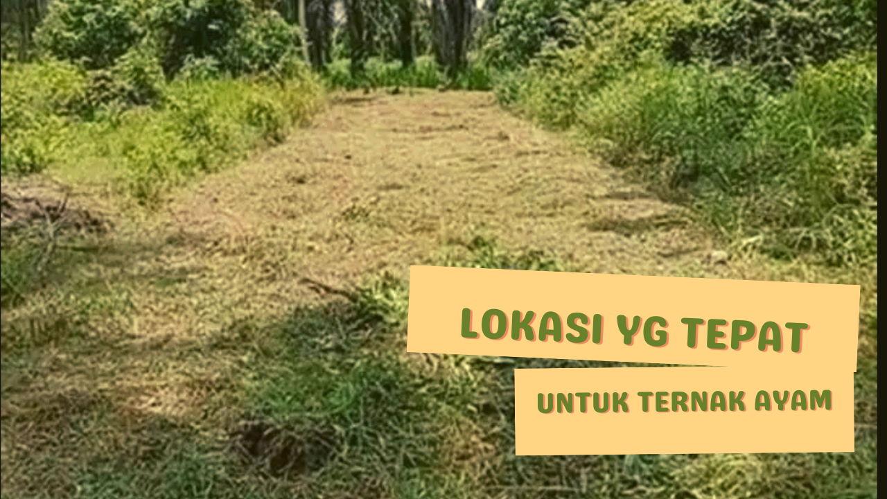 https://www.kerjaayam.com/2022/09/Perhatikan-lokasi-yg-tepat-untuk-beternak.html