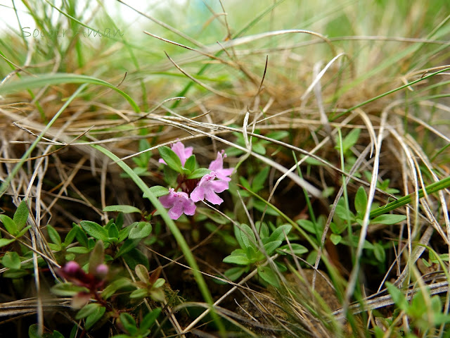 Thymus quinquecostatus 