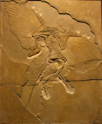 Fosil Nenek Moyang Burung Archeopteryx lithographica