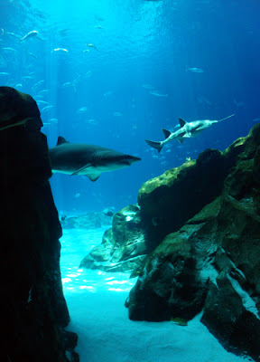 Ocean Voyager gallery at Georgia Aquarium