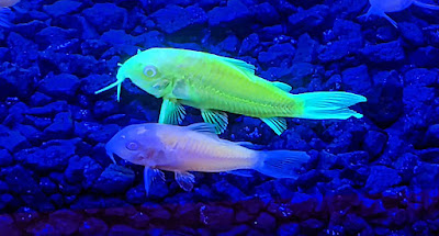 Corydoras glofish