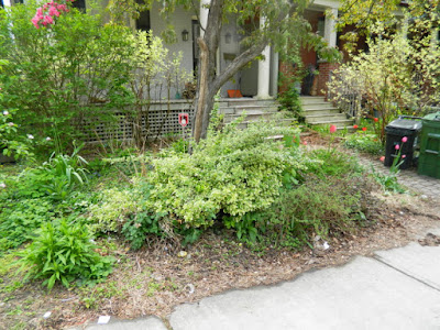 Toronto Wychwood Front Yard Spring Cleanup Before by Paul Jung--a Toronto Organic Gardener