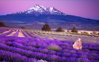 Campos de lavanda