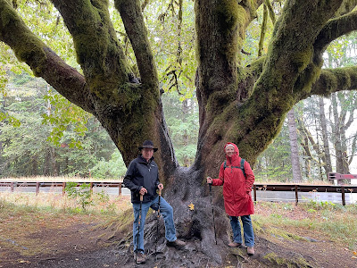 mossy tree