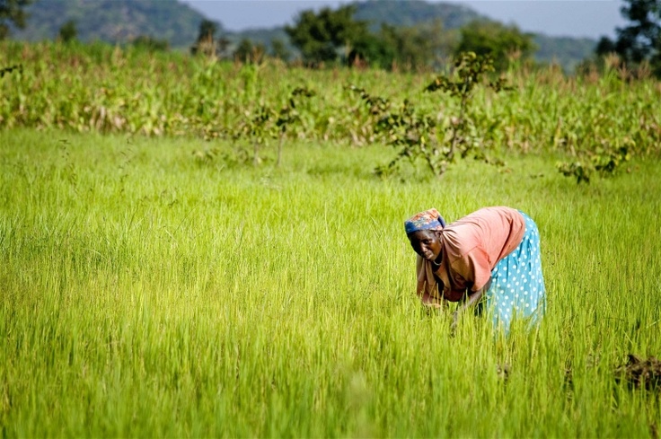 Rice field in Africa