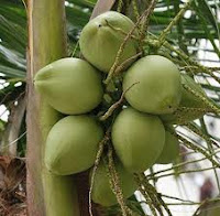 Buah Kelapa