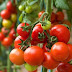 Panduan Bercocok Tanam Tomat dalam Pot/Polybag