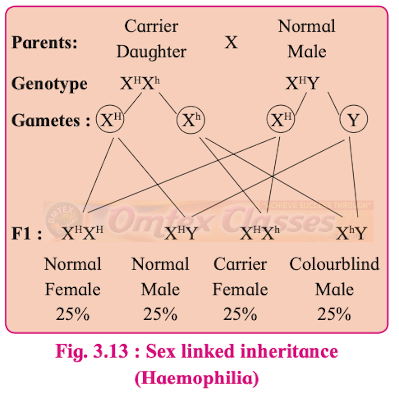 Chapter 3: Inheritance and Variation Balbharati Solutions for Biology 12th Standard HSC Maharashtra State Board