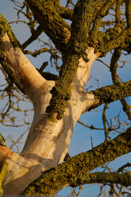 Boom detail - Tree detail