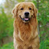 The Comprehensive Guide to Golden Retriever Dogs