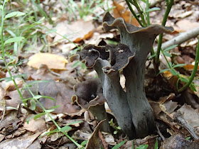 grzyby 2017, grzyby we wrześniu, grzyby w okolicach Krakowa, lejkowiec dęte Craterellus cornucopioides, pieprzniki trąbkowe Cantharellus tubaeformis, muchomor czerwony Amanita muscaria, rulik nadrzewny [groniasty] (Lycogala epidendrum), Ascocoryne sarcoides galaretnica mięsista, próchnilec gałęzisty Xylaria hypoxylon, piestrzyca kędzierzawa Helvella crispa, gasowka-fioletowawa-Lepista-nuda, podgrzybek-brunatny Boletus-badius, gołąbek modrożółty Russula cyanoxantha, muchomor-czerwieniejacy Amanita-rubescens,  