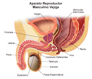 aparato reproductor masculino