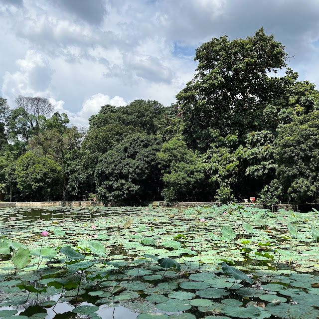 Danau berisi penuh daun teratai