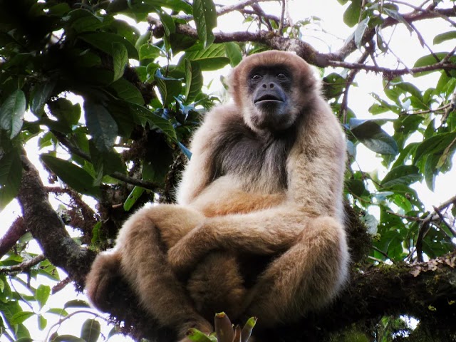 Novas populações descobertas do muriqui-do-sul aumentam suas chances de escapar da extinção