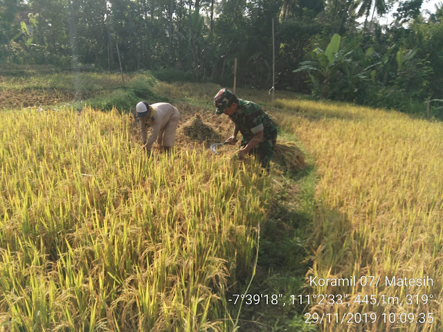 KodimKaranganyar – Babinsa Berupaya Keras Ciptakan Swasembada Pangan