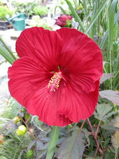 Flowers of Cranberry Crush hibiscus