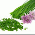 Hạt giống hành tăm - Allium Schoenoprasum