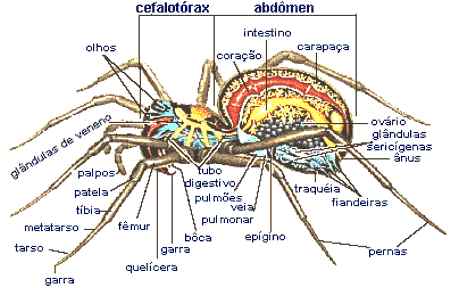 Anelídeos, Moluscos e Artrópodes 