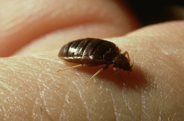 The-lifespan-of-a-bed-bug