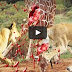 Tigress came for revenge | man fights with tiger 