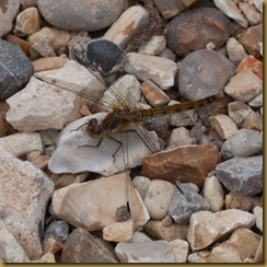 Common Darter, Sympetrum striolatum