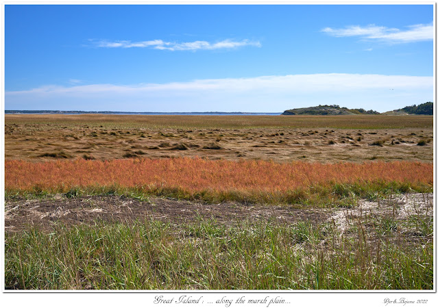 Great Island: ... along the marsh plain...