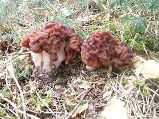 Gyromitra esculenta - Falsa colmenilla