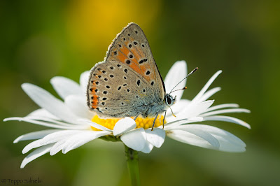 Lycaena hippothoe