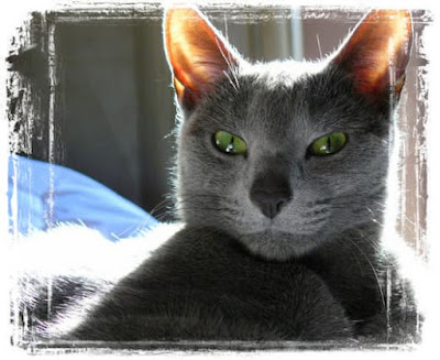 Russian Blue