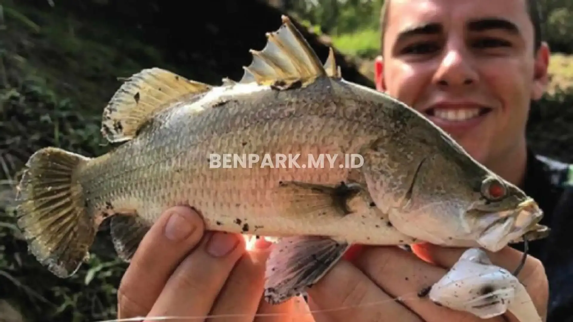 Barramundi