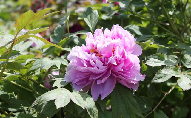 Peony Flowers Pictures