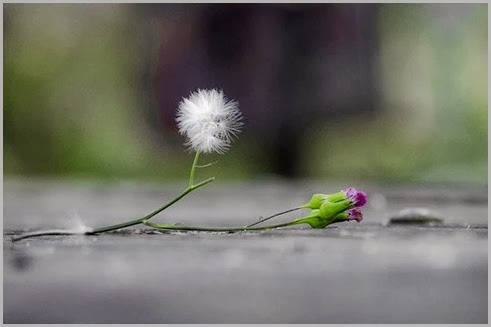 Dandelion 1