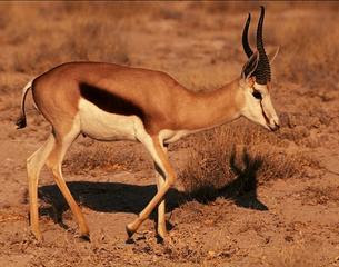 antilope saltador Antidorcas marsupialis