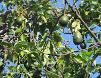 Avocados in tree - Greenwell Coffee Farms, Big Island, HI