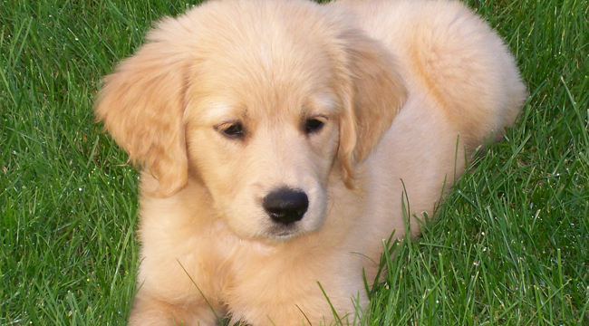 Golden Retriever Dog: Miniature Golden Retriever - Miniature+GolDen+Retriever2