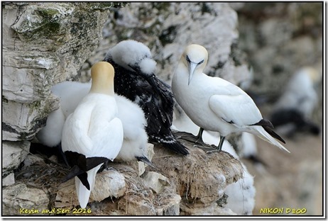 Bempton Cliffs RSPB - August