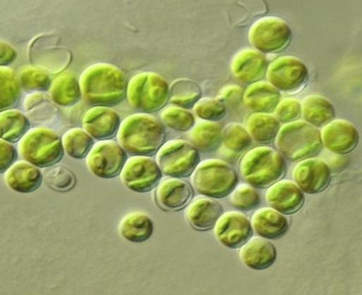 Chlorella sp. Diamati Pada Mikroskop