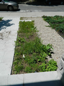 King West Village Toronto front garden cleanup after by Paul Jung Gardening Services