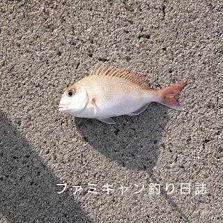 全層沈め釣りで釣ったチャリコ