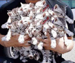 dozen cats or so