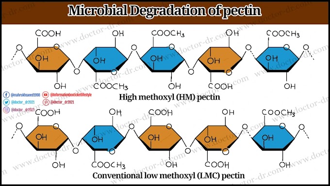 Pectin breakdown by microorganisms (steps, mechanisms, and enzymes)