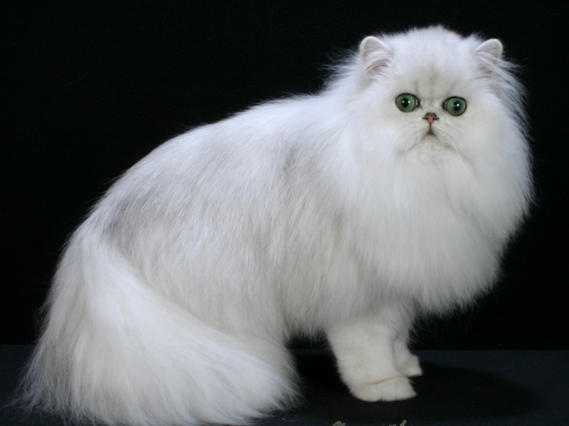 9 Cara Merawat Kucing Persia  Memelihara - CARA BUDIDAYA