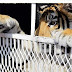 Aseguran al tigre "Albert" por no contar con permisos
