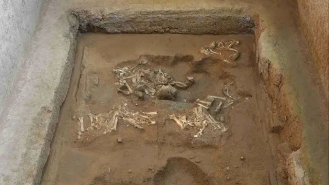 Το άρμα δεν σώθηκε στην ταφή αλλά οι αρχαιολόγοι βρήκαν μια σειρά από έξι σκελετούς προβάτων που έφεραν εξαρτήματα για την έλκυση ενός άρματος. [Credit: Dayoo News]