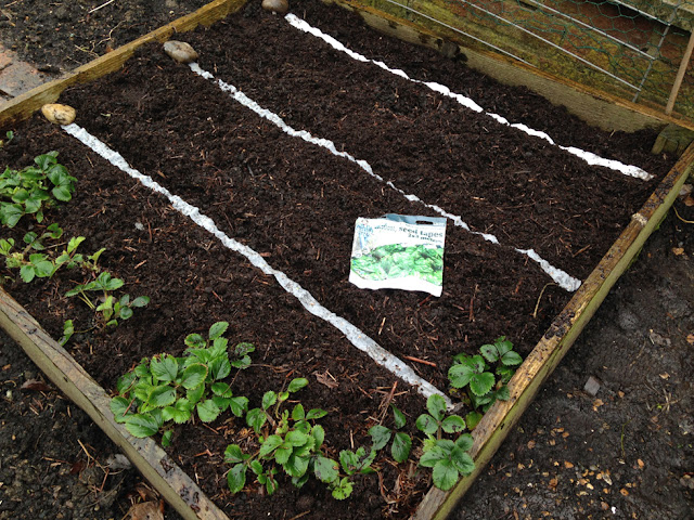 Urban Veg Patch: Planting out Mr Fothergill Get Growing seed tapes 