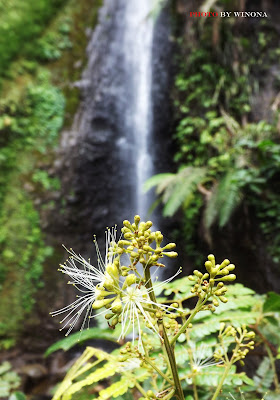 air terjun jambu wok