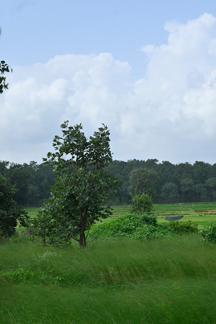 A captivating view of the dense, thriving jungle in Bandhavgarh, showcasing the unspoiled splendor of the wilderness.