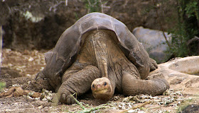 Lonesome George Wallpapers